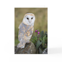 Barn Owl and Foxglove