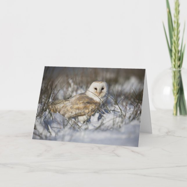 Barn Owl in Snow Karte (Vorderseite)