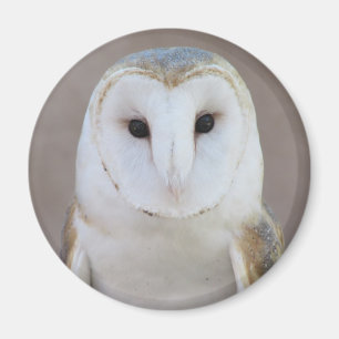 Barn Owl Magnet