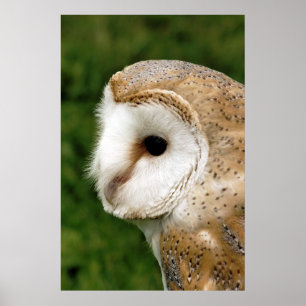 BARN OWL POSTER