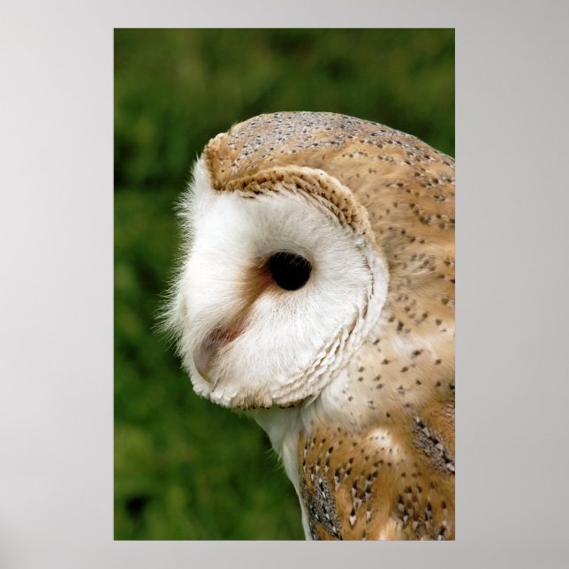 BARN OWL POSTER (Vorne)