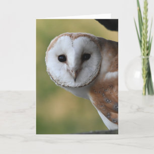Barn owl Schottland Karte