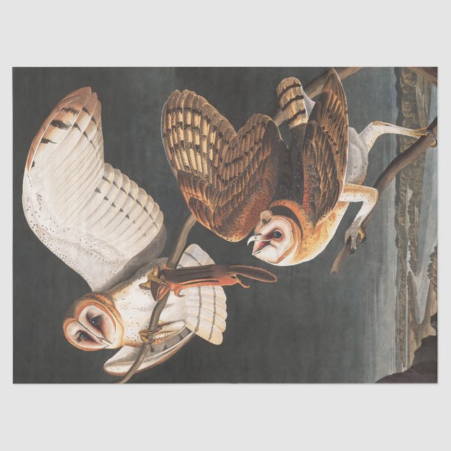Barn Owl von John James Audubon Seidenpapier (Vorderseite)