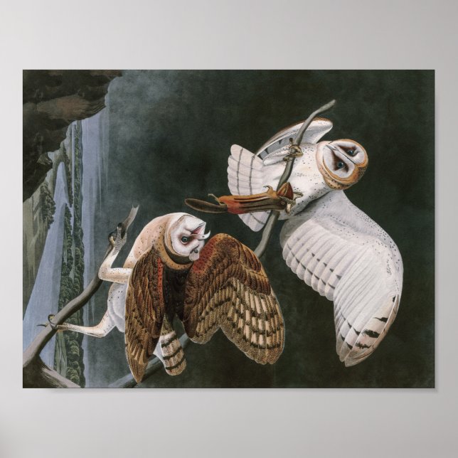 Barn Owls, die Vögel Amerikas John James Audubon Poster (Vorne)