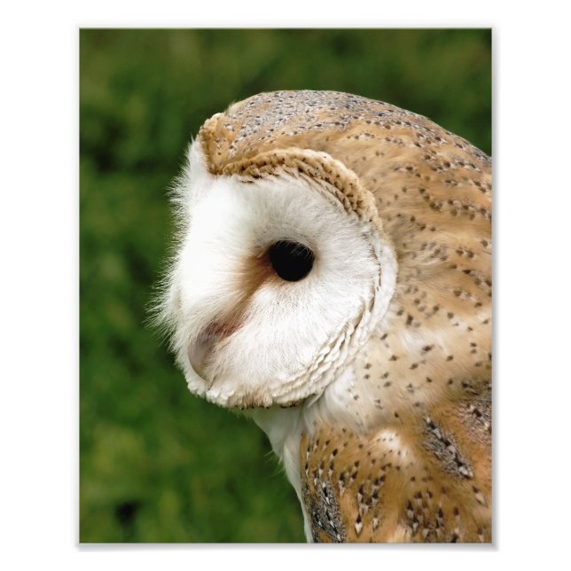 BARN OWLS FOTODRUCK (Vorne)