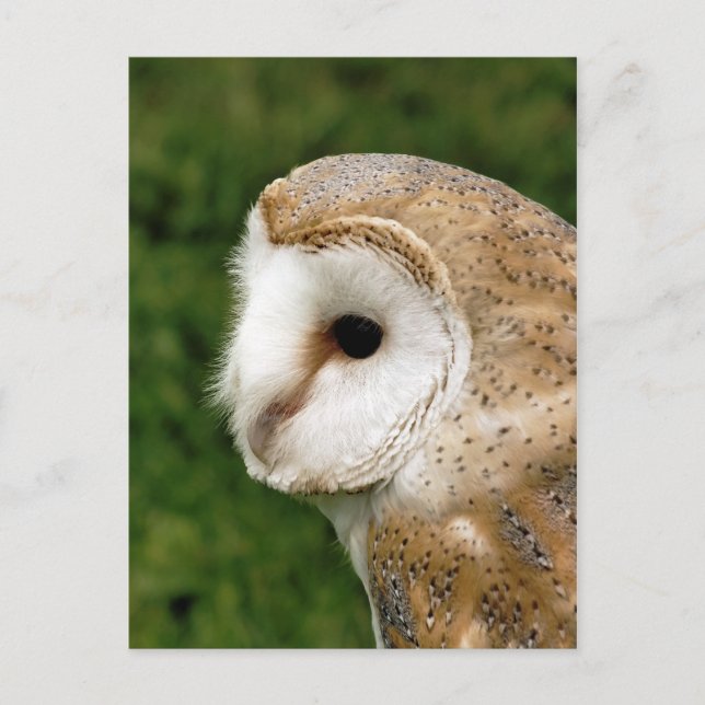 BARN OWLS POSTKARTE (Vorderseite)