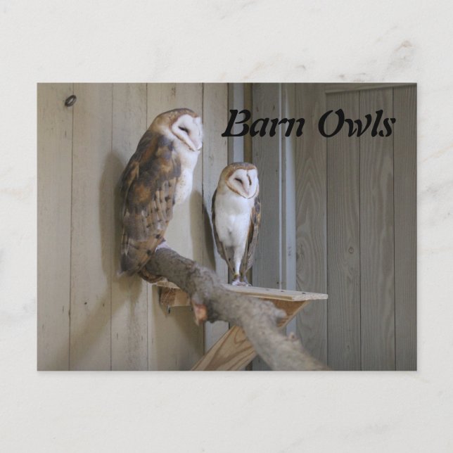 Barn Owls Postkarte (Vorderseite)