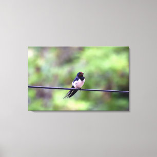Barn Swallow Bird, Thessaloniki, Griechenland Leinwanddruck