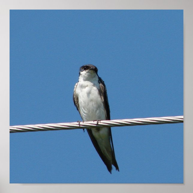 Barn Swallow Poster (Vorne)