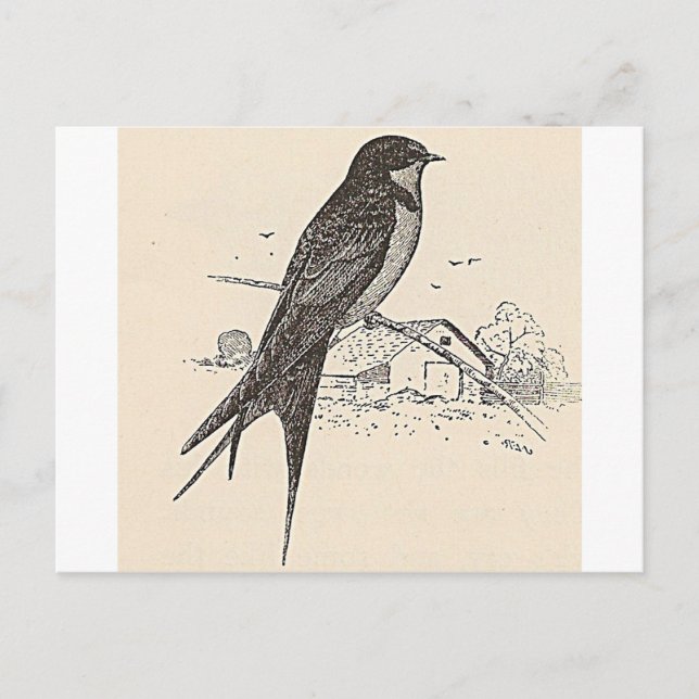Barn Swallow Postkarte (Vorderseite)