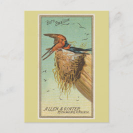 Barn Swallow Postkarte