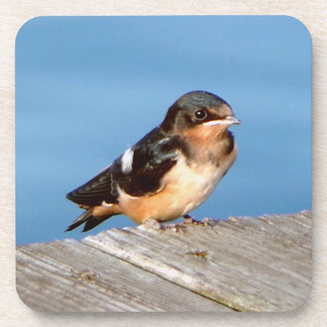 Barn Swallow Set von 6 Untersetzer (Vorderseite)