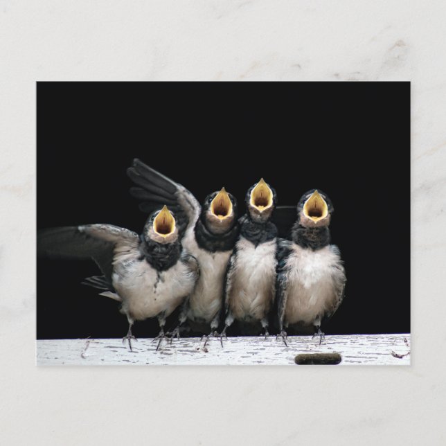 Barn Swallow Singing Postkarte (Vorderseite)