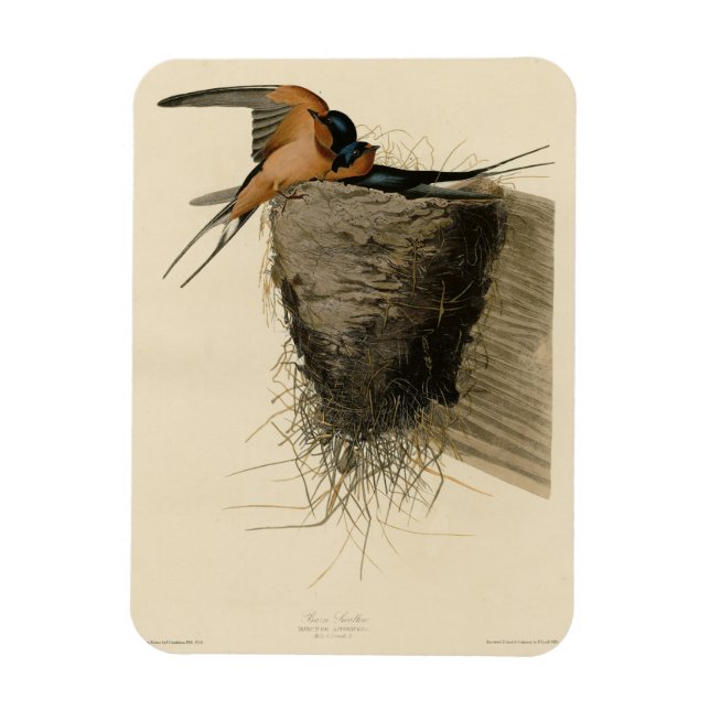 Barn Swallow von Audubons Vögeln in Amerika Magnet (Vertikal)