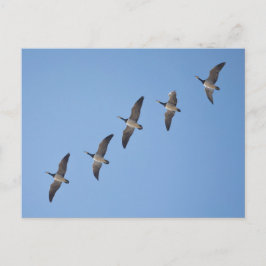 Barnacle Gese Postkarte