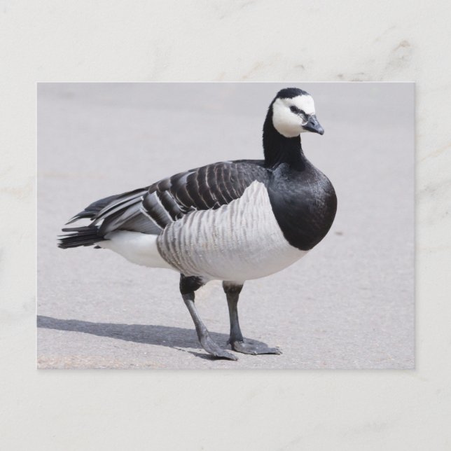 Barnacle Goose Postkarte (Vorderseite)