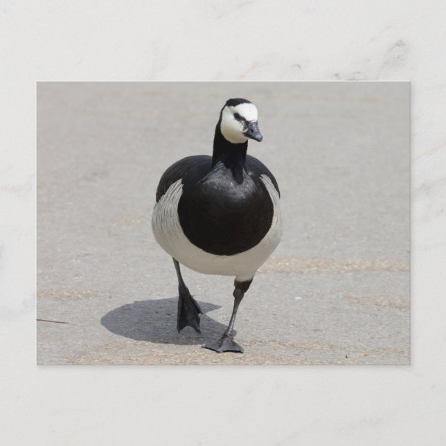 Barnacle Goose Postkarte (Vorderseite)
