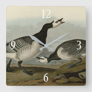 Barnacle Goose - von Audubons Vögeln Amerikas Quadratische Wanduhr