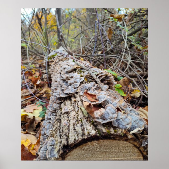 Barnacle Tree Log Poster (Vorne)