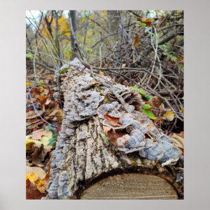 Barnacle Tree Log Poster