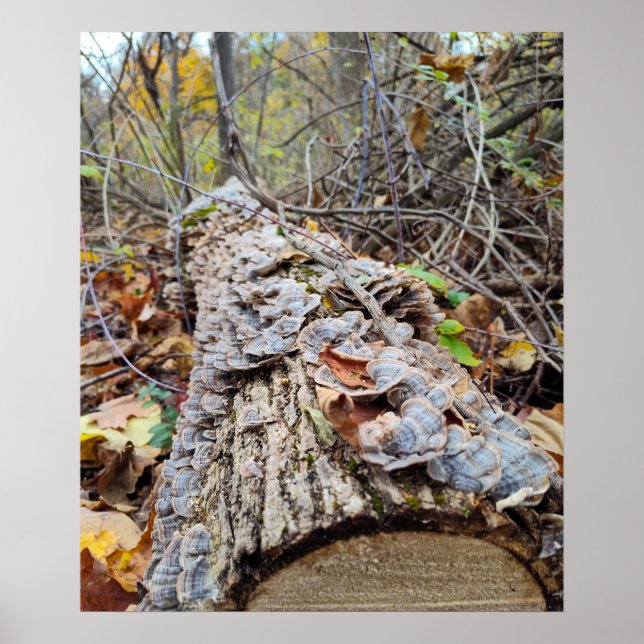 Barnacle Tree Log Poster (Vorne)