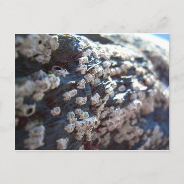 Barnacles 1 postkarte (Vorderseite)