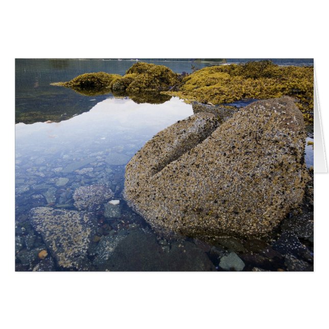 Barnacles and Sky, Funter Bay, Alaska (Vorderseite (Horizontal))