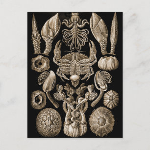 Barnacles Postkarte