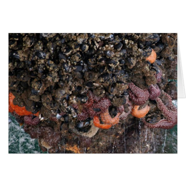 Barnacles und Seesterne (Vorderseite (Horizontal))