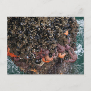 Barnacles und Seesterne Postkarte
