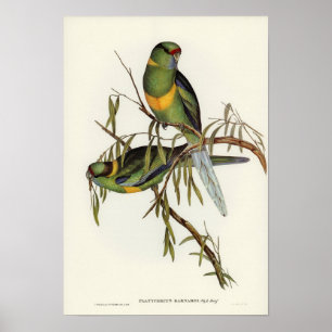 Barnards Parakeet von Elizabeth Gould Poster