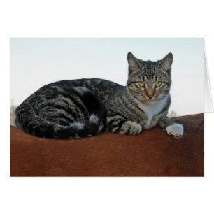 Barnenkatze am Pferd