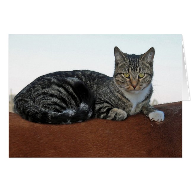 Barnenkatze am Pferd (Vorderseite (Horizontal))