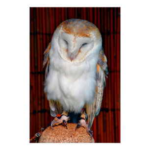 Barngeflügel-Tyto-Alba-Bird Poster