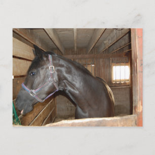 BarnHorse Fun Postkarte