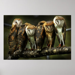 Barnowls Poster