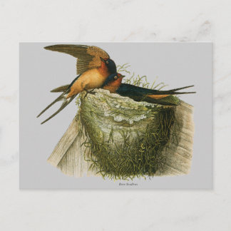 Barnschwalbe Postkarte