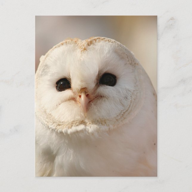 Barny the Barn Owl Postkarte (Vorderseite)