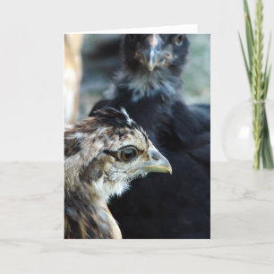 Barnyard Mixed Chicks Karte