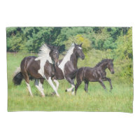 Barock Pinto Pferde Herde mit Niedlichem Foal Gall