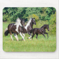 Barock Pinto Pferde Herde mit Niedlichem Foal Gall
