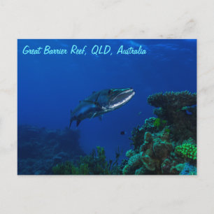Barracuda auf der Postkarte des Großen Barrier-Rif