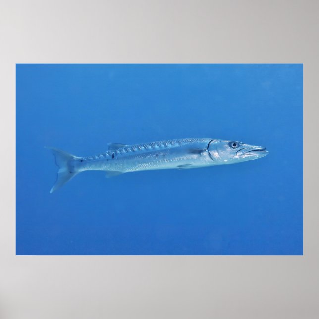 Barracuda im Blauen Poster (Vorne)