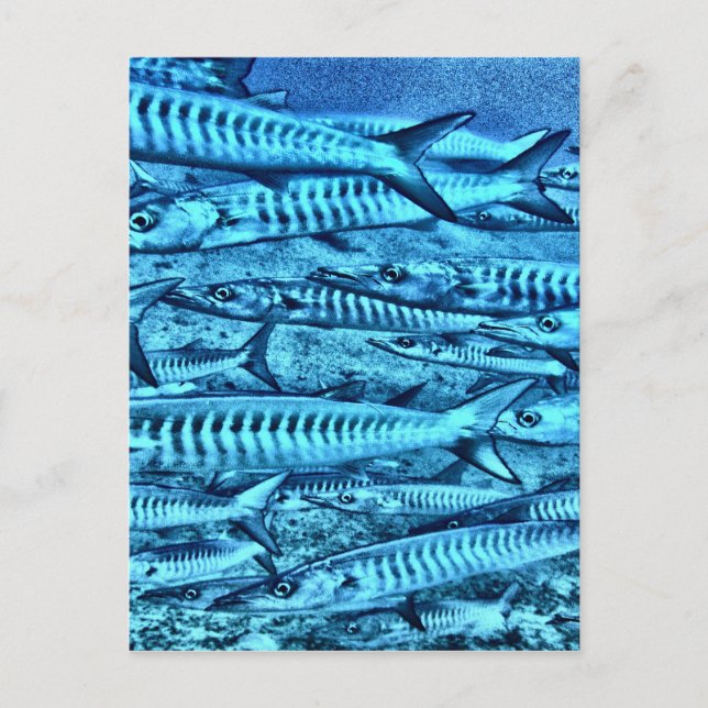 Barracuda Postkarte (Vorderseite)