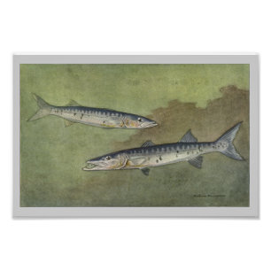 Barracuda Vintage Fischdruck Fotodruck