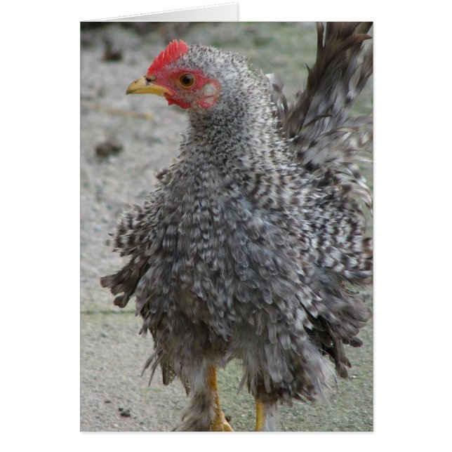 Barred Frizzle (Vorne)