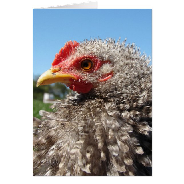 Barred Frizzle Cockeral (Vorne)