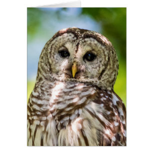 Barred Owl
