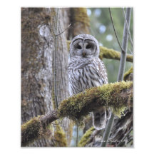 Barred Owl auf einem Mossy-Baum