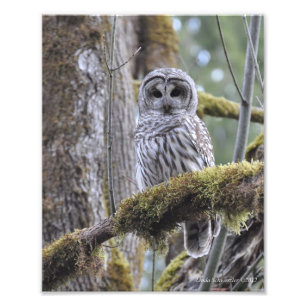 Barred Owl auf einem Mossy-Baum Fotodruck